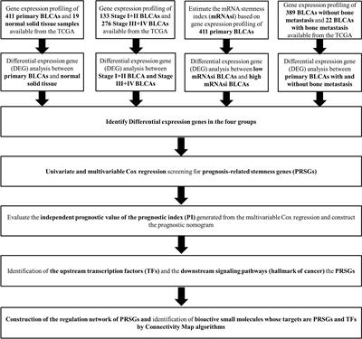 Identification and Validation of the Prognostic Stemness Biomarkers in Bladder Cancer Bone Metastasis